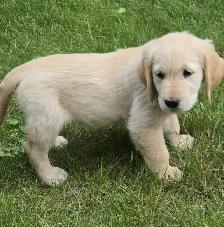 Golden Retriever Puppies For Sale - Photo 9