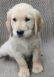 Golden Retriever Puppies For Sale - Photo 10