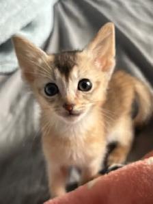 ABYSSINIAN KITTEN / CHATON ABYSSIN