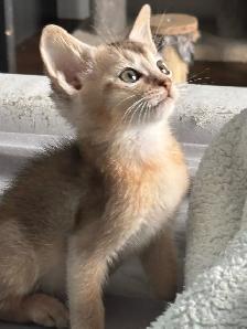 ABYSSINIAN KITTEN / CHATON ABYSSIN - Photo 7