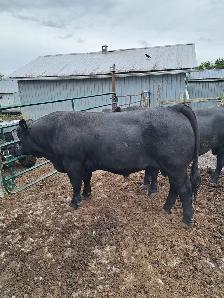 Simmental Bulls