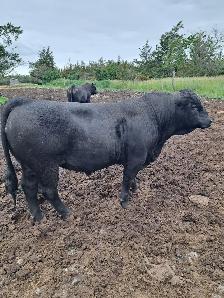 Simmental Bulls - Photo 3
