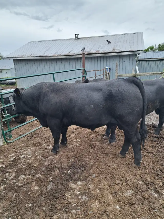 Simmental Bulls