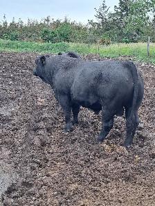 Simmental Bulls - Photo 2