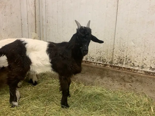 goats for sale