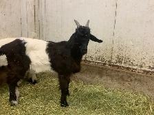 goats for sale