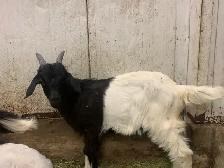 goats for sale - Photo 2