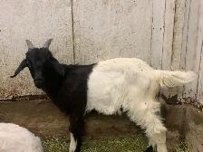 goats for sale - Photo 3