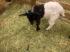 goats for sale - Photo 4