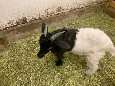 goats for sale - Photo 5