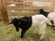 goats for sale - Photo 6