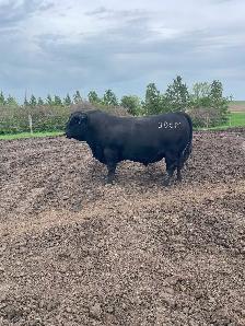 2 year old black angus bulls for sale