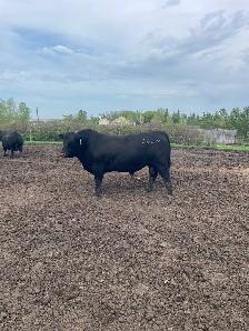 2 year old black angus bulls for sale - Photo 2