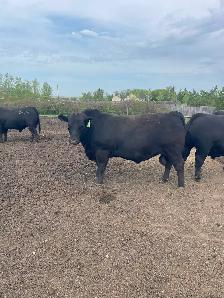 2 year old black angus bulls for sale - Photo 3