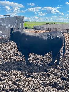 2 year old black angus bulls for sale - Photo 4