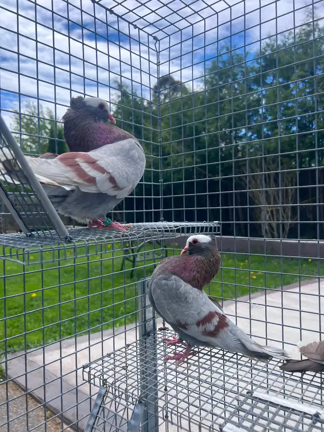 Mukhi Pigeons