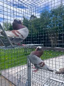 Mukhi Pigeons