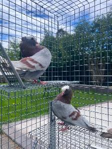 Mukhi Pigeons - Photo 2