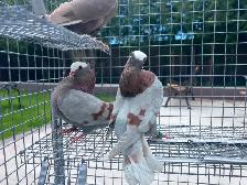 Mukhi Pigeons - Photo 3