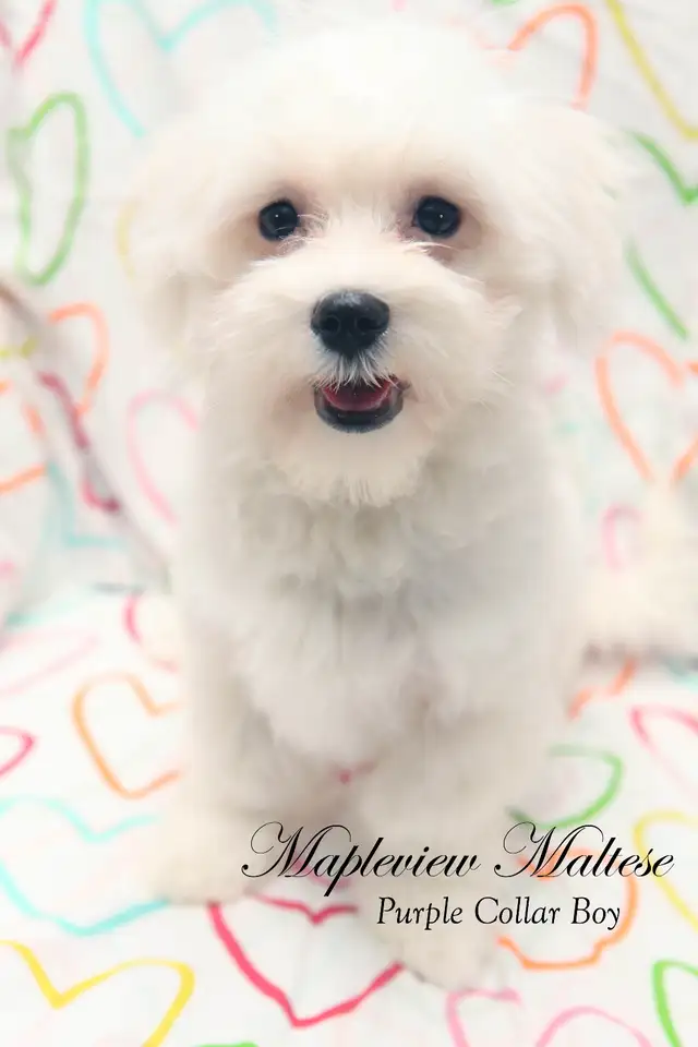 Purebred CKC Male Maltese Puppy