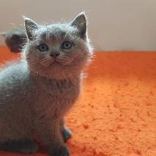 Scottish Straight and Scottish Fold kittens  CCA/AFC registered - Photo 3
