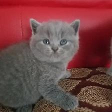 Scottish Straight and Scottish Fold kittens  CCA/AFC registered - Photo 6