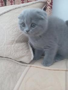 Scottish Straight and Scottish Fold kittens  CCA/AFC registered - Photo 7