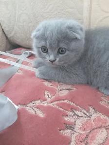 Scottish Straight and Scottish Fold kittens  CCA/AFC registered - Photo 8