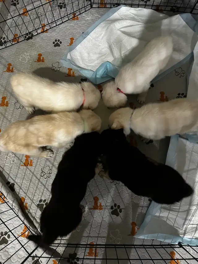 German Shepherd puppies