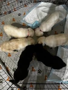 German Shepherd puppies