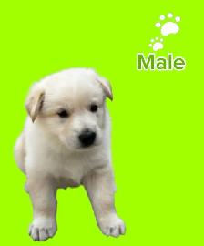 German Shepherd puppies - Photo 2