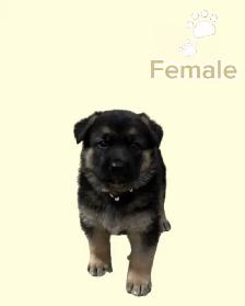 German Shepherd puppies - Photo 3