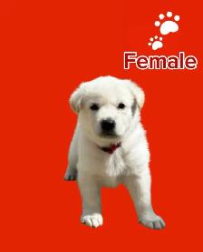 German Shepherd puppies - Photo 4