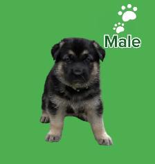 German Shepherd puppies - Photo 5