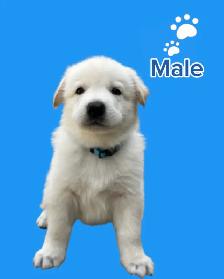 German Shepherd puppies - Photo 6