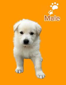 German Shepherd puppies - Photo 7