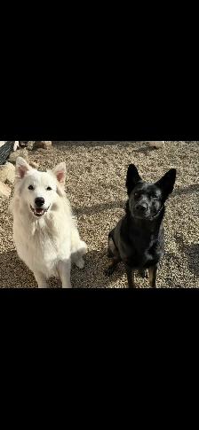 German Shepherd puppies - Photo 8