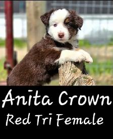 Purebred Australian Shepherd Puppies