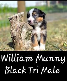 Purebred Australian Shepherd Puppies - Photo 2