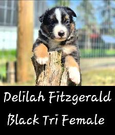 Purebred Australian Shepherd Puppies - Photo 3