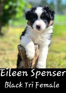Purebred Australian Shepherd Puppies - Photo 4