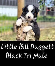 Purebred Australian Shepherd Puppies - Photo 5
