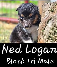 Purebred Australian Shepherd Puppies - Photo 6