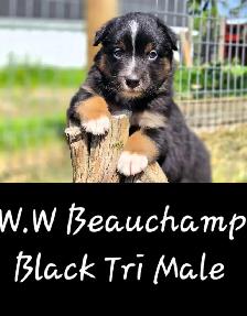 Purebred Australian Shepherd Puppies - Photo 7