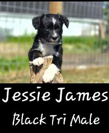 Purebred Australian Shepherd Puppies - Photo 8