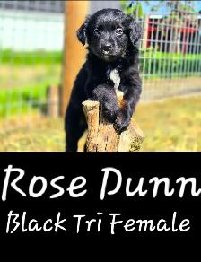 Purebred Australian Shepherd Puppies - Photo 9