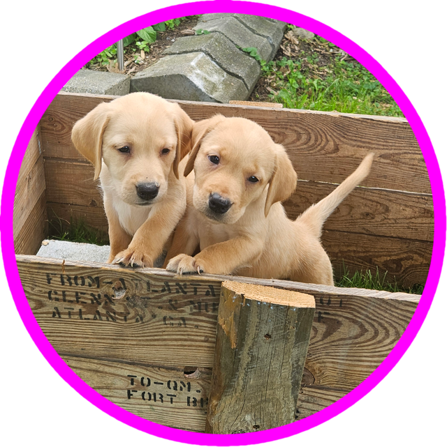 Chiots Labrador