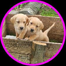 Chiots Labrador