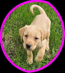 Chiots Labrador - Photo 2