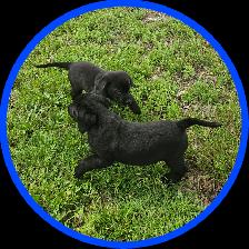 Chiots Labrador - Photo 3
